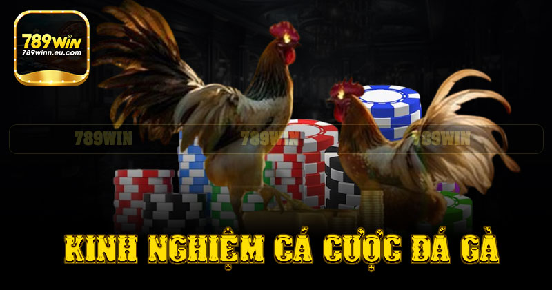 Kinh nghiệm cá cược đá gà 789win