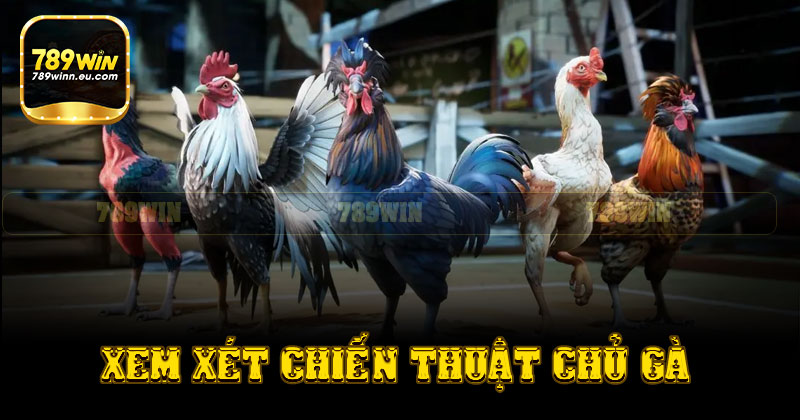 Xem xét chiến thuật của chủ gà